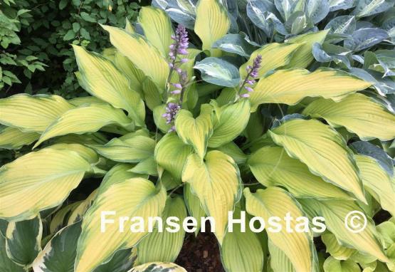 Hosta Paradise Power